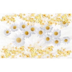 Wall murals composition with white daisies background feathers