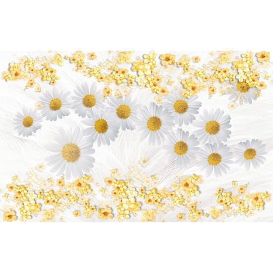 Wall murals composition with white daisies background feathers