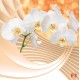 Wallpapers mural composition with white orchids and spiral 3d Wallpapers mural composition with white orchids and spiral 3d