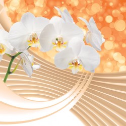 Wallpapers mural composition with white orchids and spiral 3d