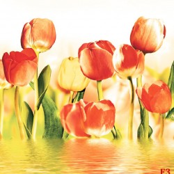 Wallpapers mural beautiful tulips in water with orange nuance