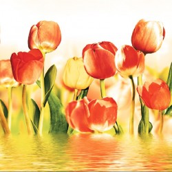 Wallpapers mural beautiful tulips in water with orange nuance