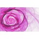 Photo mural modern abstraction rose in 2 colors Photo mural modern abstraction rose in 2 colors