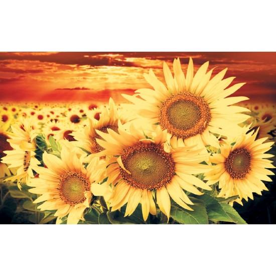 Photo mural big sunflowers on orange field Photo mural big sunflowers on orange field