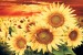Photo mural big sunflowers on orange field