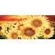 Photo mural big sunflowers on orange field Photo mural big sunflowers on orange field