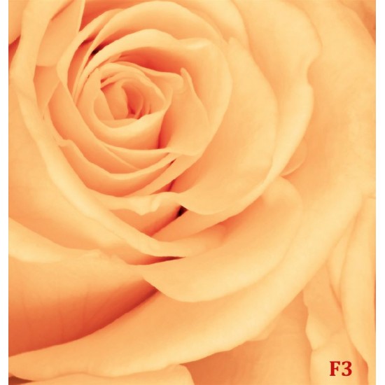 Wallpapers mural beautiful roses in orange