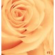 Wallpapers mural beautiful roses in orange