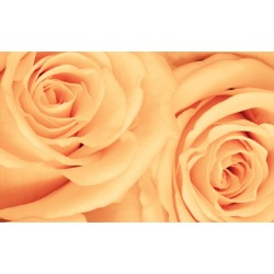 Wallpapers mural beautiful roses in orange