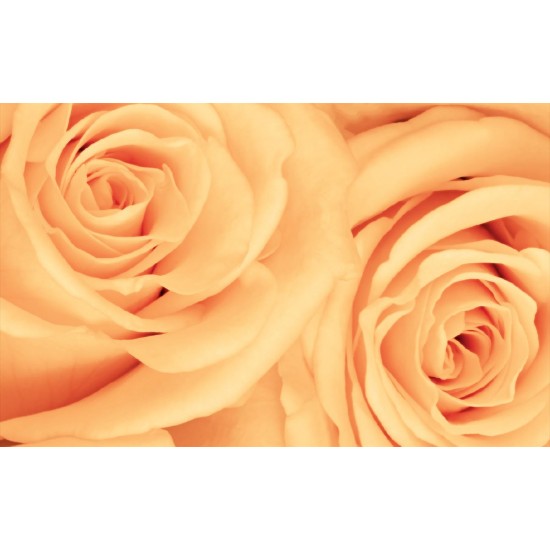 Wallpapers mural beautiful roses in orange
