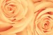Wallpapers mural beautiful roses in orange