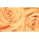 Wallpapers mural beautiful roses in orange