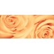 Wallpapers mural beautiful roses in orange