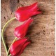 Wallpapers mural red tulips on wooden base Wallpapers mural red tulips on wooden base