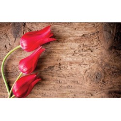 Wallpapers mural red tulips on wooden base