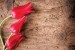 Wallpapers mural red tulips on wooden base