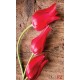 Wallpapers mural red tulips on wooden base Wallpapers mural red tulips on wooden base