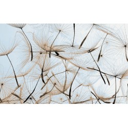 Wall murals beige dandelion scattered