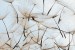 Wall murals beige dandelion scattered