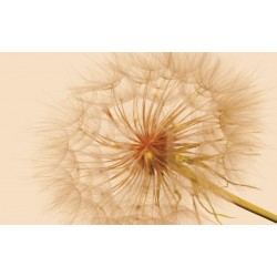 Wall murals wonderful big dandelion in beige Wall murals wonderful big dandelion in beige