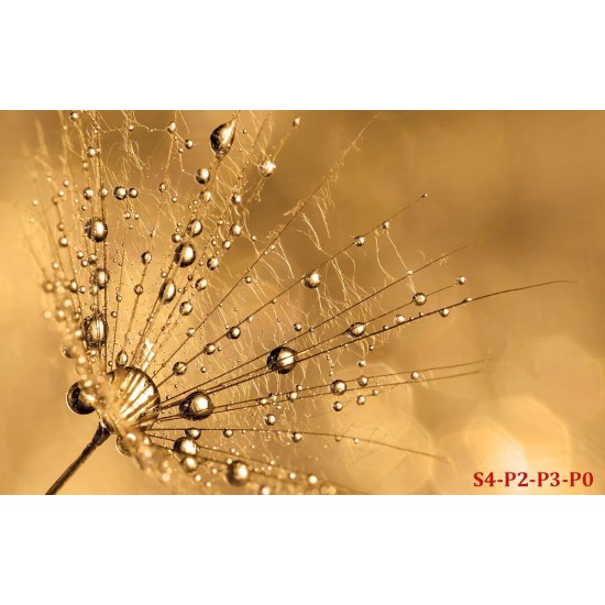 Wall murals simple dandelion gold