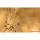 Wall murals simple dandelion gold
