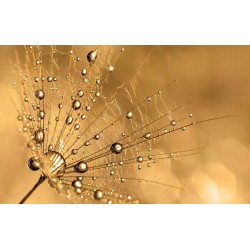 Wall murals simple dandelion gold