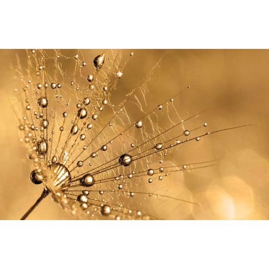 Wall murals simple dandelion gold