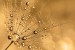 Wall murals simple dandelion gold