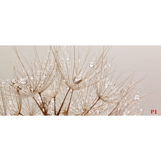 Wall mural dandelion with crystal water drops