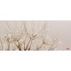 Wall mural dandelion with crystal water drops