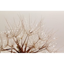 Wall mural dandelion with crystal water drops Wall mural dandelion with crystal water drops