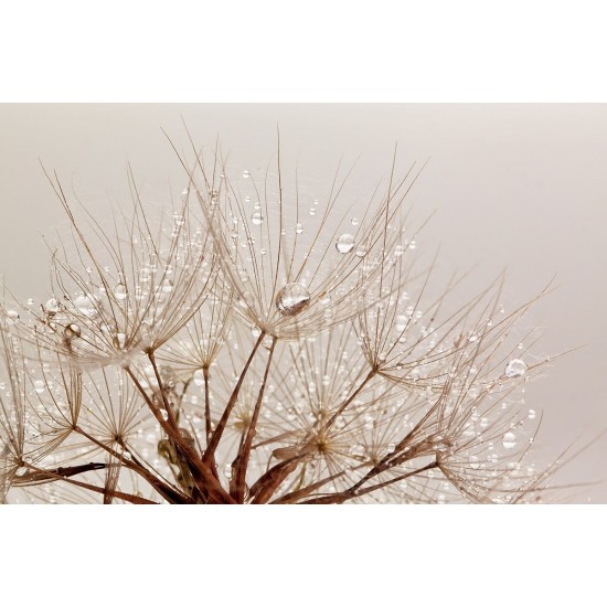 Wall mural dandelion with crystal water drops