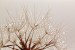 Wall mural dandelion with crystal water drops