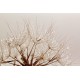 Wall mural dandelion with crystal water drops