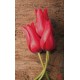 Wallpapers mural red tulips on wooden background Wallpapers mural red tulips on wooden background