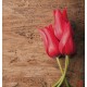 Wallpapers mural red tulips on wooden background Wallpapers mural red tulips on wooden background