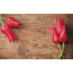 Wallpapers mural red tulips on wooden background