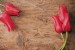Wallpapers mural red tulips on wooden background