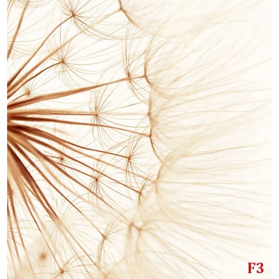 Wall mural big dandelion in beige gamut Wall mural big dandelion in beige gamut