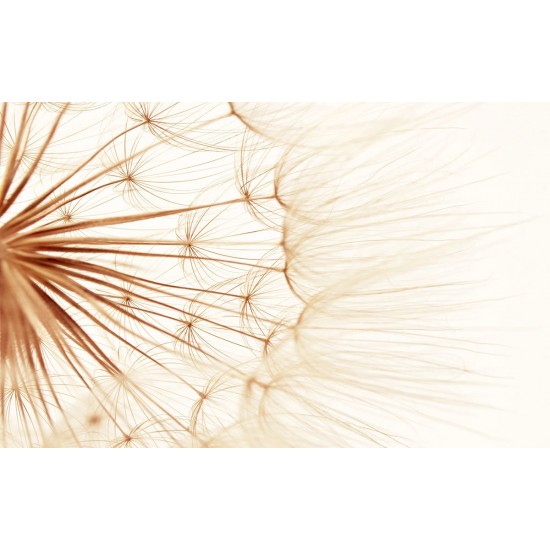 Wall mural big dandelion in beige gamut Wall mural big dandelion in beige gamut