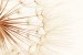 Wall mural big dandelion in beige gamut