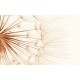 Wall mural big dandelion in beige gamut Wall mural big dandelion in beige gamut