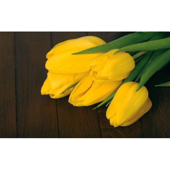 Photo mural bouquet from yellow tulips on wooden background Photo mural bouquet from yellow tulips on wooden background