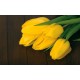 Photo mural bouquet from yellow tulips on wooden background Photo mural bouquet from yellow tulips on wooden background