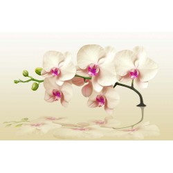 Wall mural twig orchid beige shade Wall mural twig orchid beige shade