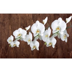 Wall mural orchid branch on wooden background 3