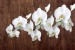 Wall mural orchid branch on wooden background 3