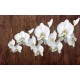 Wall mural orchid branch on wooden background 3