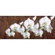 Wall mural orchid branch on wooden background 3